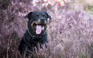 Rottweiler And Lavenders Wallpaper