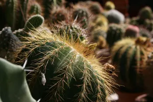 Round Cactus Houseplant Succulents Wallpaper