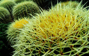 Round Cactus Yellow Thorns Wallpaper
