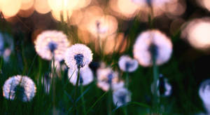 Round Dandelions On A Grassland Wallpaper