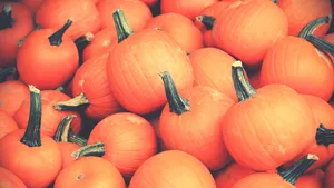 Round Orange Pumpkins Wallpaper