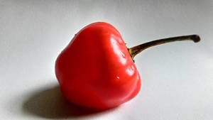 Round Red Bell Pepper Fruit Wallpaper