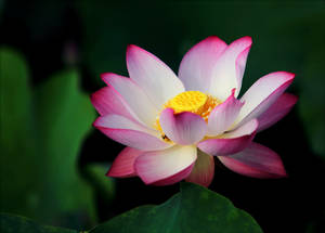 Royal Lotus Flower Wallpaper