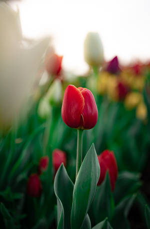 Ruby Red Tulip Wallpaper