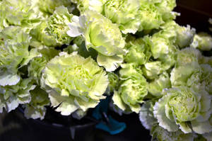 Ruffled Green Carnations Wallpaper