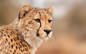 Run Fast Like Cheetah Wallpaper