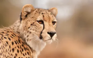 Run Fast Like Cheetah Wallpaper