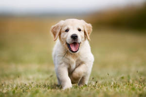 Running Cute Puppy Picture Wallpaper