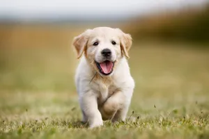 Running Cute Puppy Picture Wallpaper