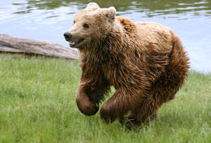 Running Grizzly Bear Wallpaper