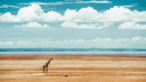 Running Safari Giraffe Long Shot 4k Monitor Wallpaper