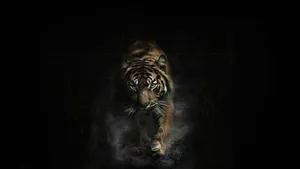 Running Tiger On Black Background Wallpaper