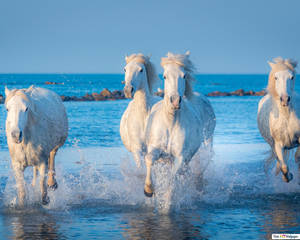 Running White Horses On Water Wallpaper