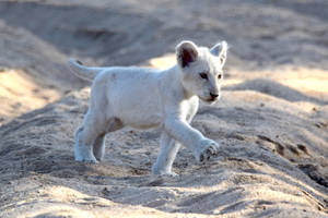 Running White Lion Cub Wallpaper