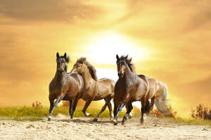 Running Wild Horses In Sunset Wallpaper