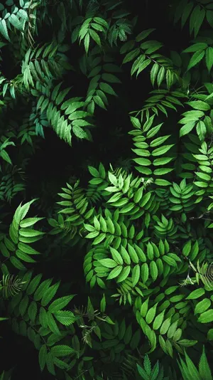 Ruscus Leaf In Dark Wallpaper