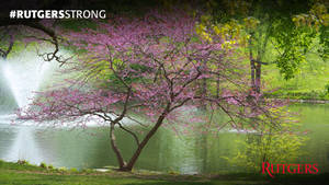 Rutgers Eastern Redbud Tree Wallpaper