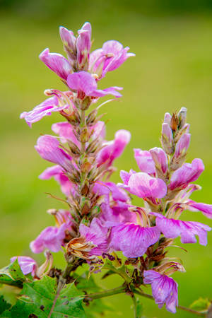 Rwanda Pedicularis Plant Wallpaper