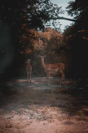 Rwanda Two Deer Wallpaper