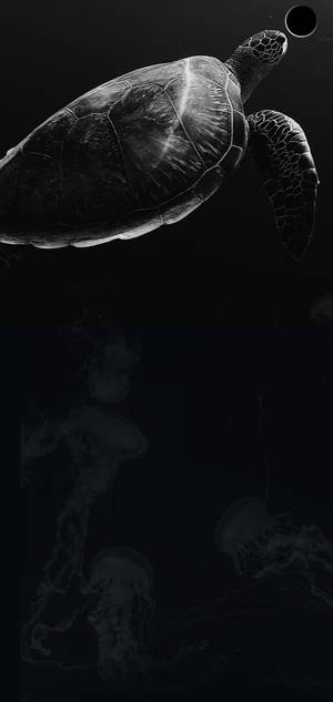 S10+ Dark Turtle Wallpaper
