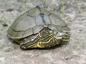 Sabine Map Turtle In Louisiana Wallpaper