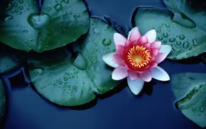 Sacred Lotus And Raindrops Wallpaper