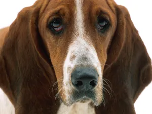 Sad Adult Dog Wallpaper