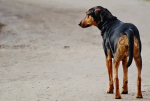 Sad Black Dog Waiting Wallpaper