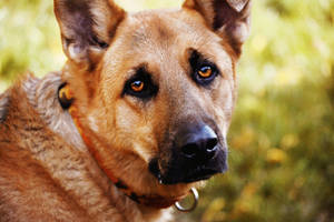 Sad Brown Dog Wallpaper