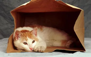 Sad Cat On Bag Wallpaper