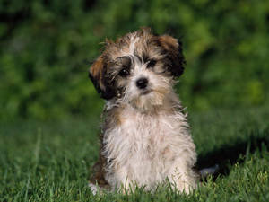Sad Cute Puppy On Grass Wallpaper