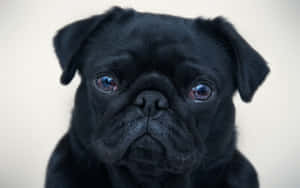 Sad Face Black Pug Dog Wallpaper