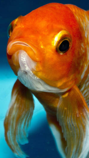 Sad Face Goldfish Wallpaper