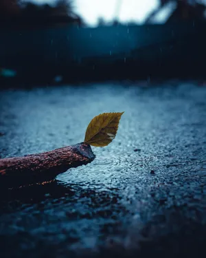 Sad Leaf In Rain Wallpaper