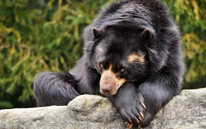 Sad Lying Bear Wallpaper