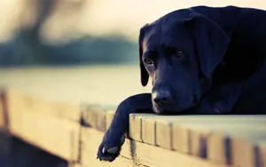 Sad Lying Black Dog Wallpaper