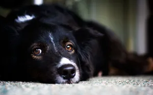 Sad Lying Dog Wallpaper