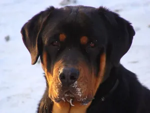 Sad Rottweiler Dog Wallpaper