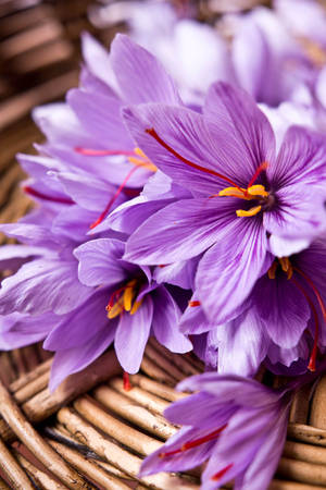 Saffron Crocus Aesthetic Portrait Photography Wallpaper