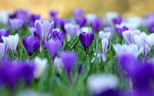 Saffron Crocus Flower In A Field Wallpaper