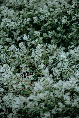 Sage Green Snow On The Mountain Wallpaper