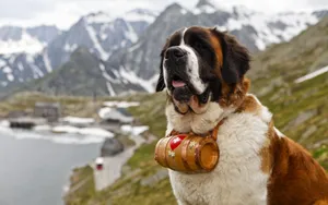 Saint Bernard, Dog, Muzzle, Barrel Wallpaper