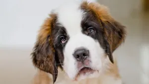 Saint Bernard, Dog, Puppy, Muzzle Wallpaper