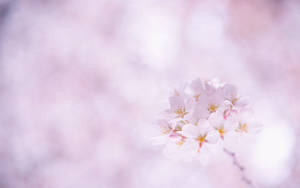 Sakura Cherry Blossom Bokeh Wallpaper