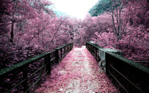 Sakura Flower Bridge Wallpaper