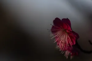 Sakura Flower Macro Shot Wallpaper