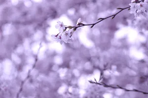 Sakura Flower Twig Wallpaper