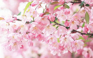Sakura Flowers And Leaves Wallpaper