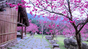 Sakura House Garden Wallpaper