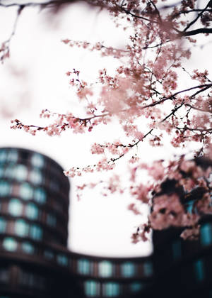 Sakura In The City Wallpaper